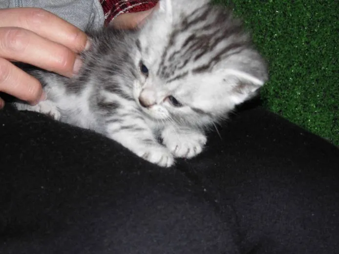 ID：1503-00003の子猫