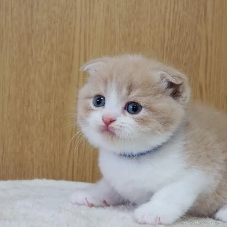 ID:2207-01352の子猫
