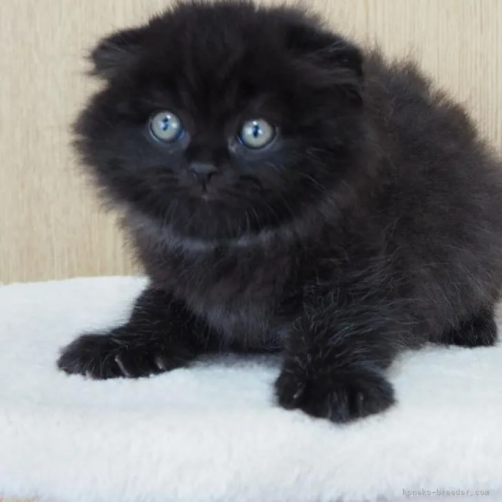 ID：2302-02013の子猫