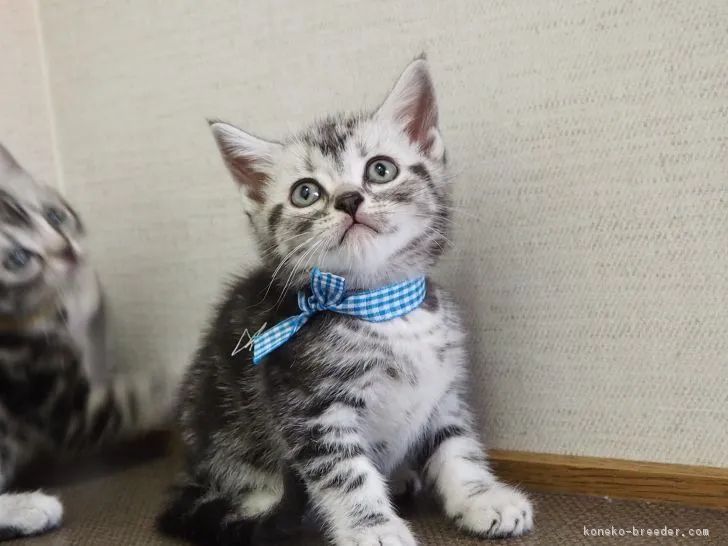 ID：1707-00073の子猫