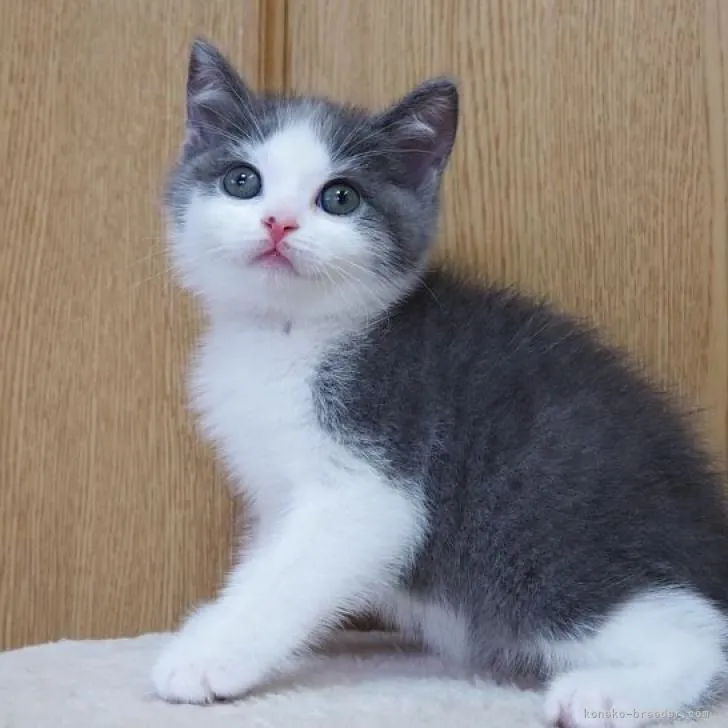 ID:2208-01516の子猫
