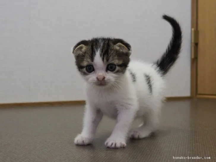 ID:1706-01093の子猫