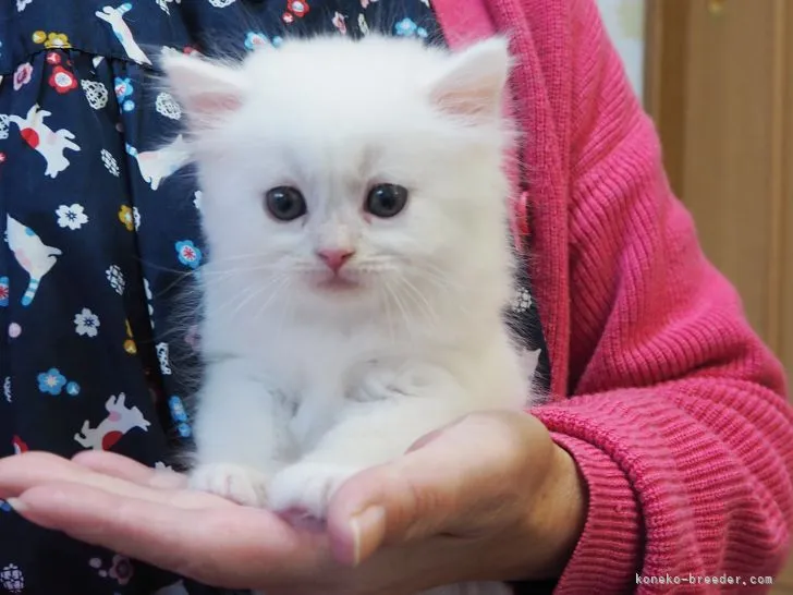 ID：2111-02349の子猫