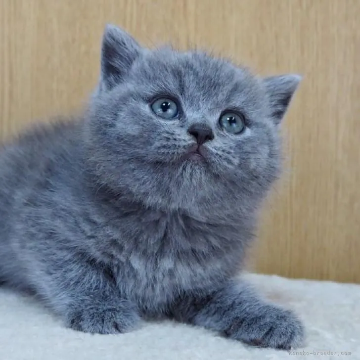 ID:2302-00950の子猫