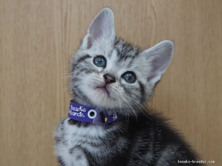 ID：2004-01829の子猫