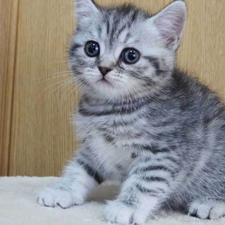 ID：2308-02537の子猫