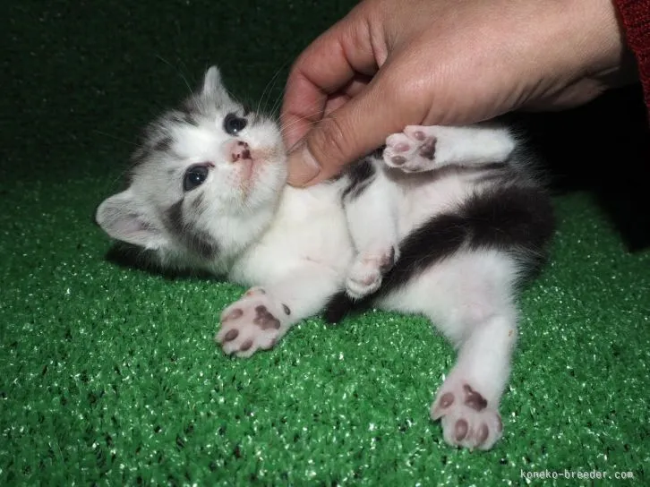 ID：1603-00121の子猫