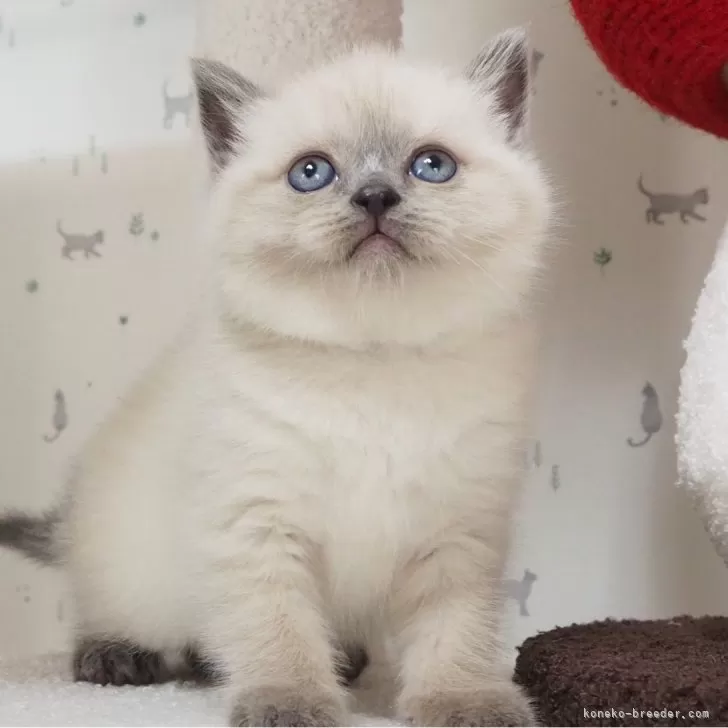 ID：2401-00121の子猫