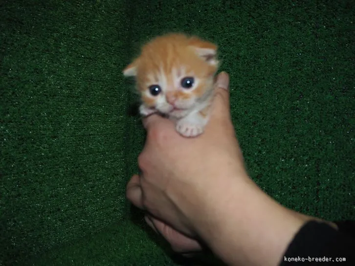 ID:1601-00263の子猫