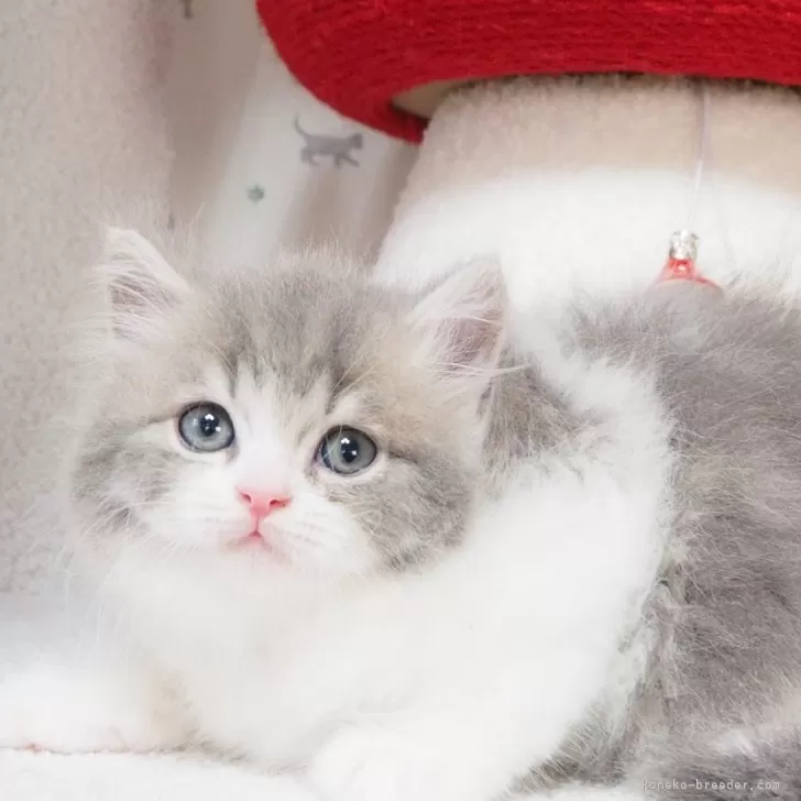 ID:2406-01486の子猫
