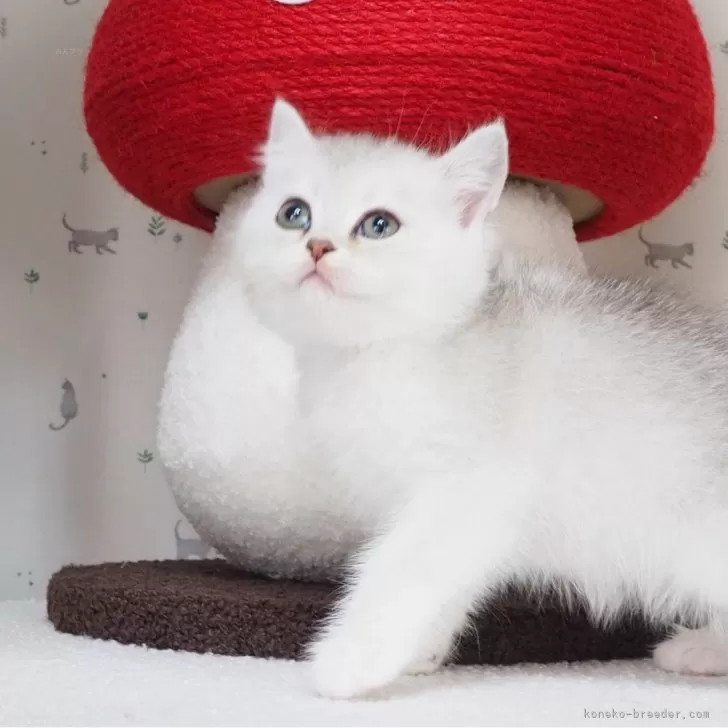 ID:2401-00003の子猫