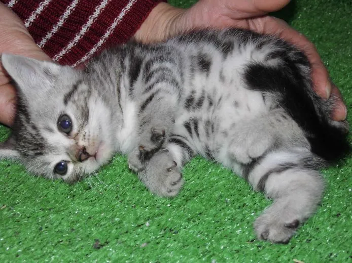 ID：1503-00002の子猫