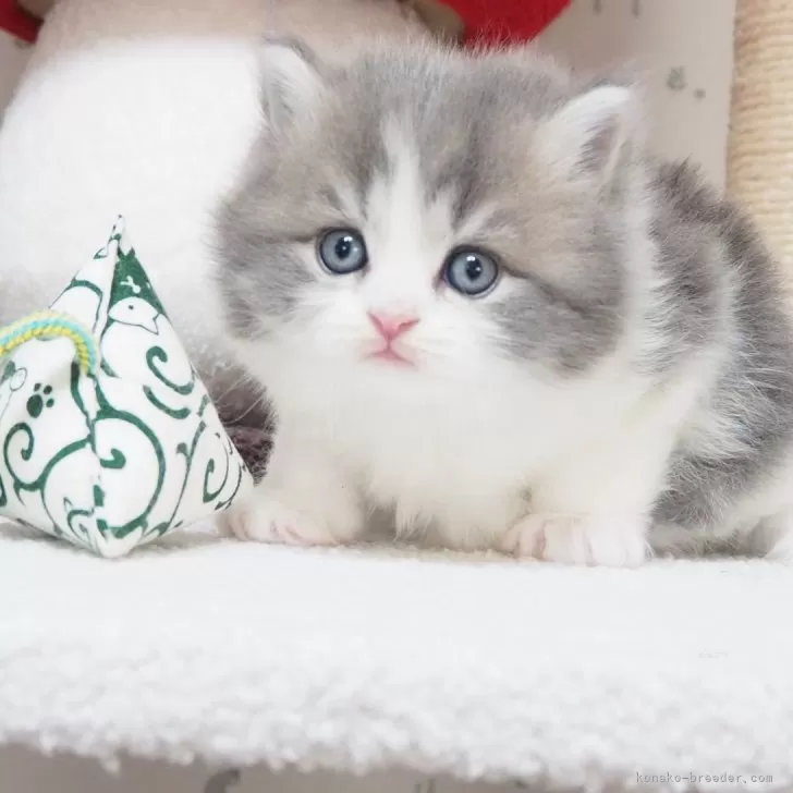 ID：2404-02797の子猫