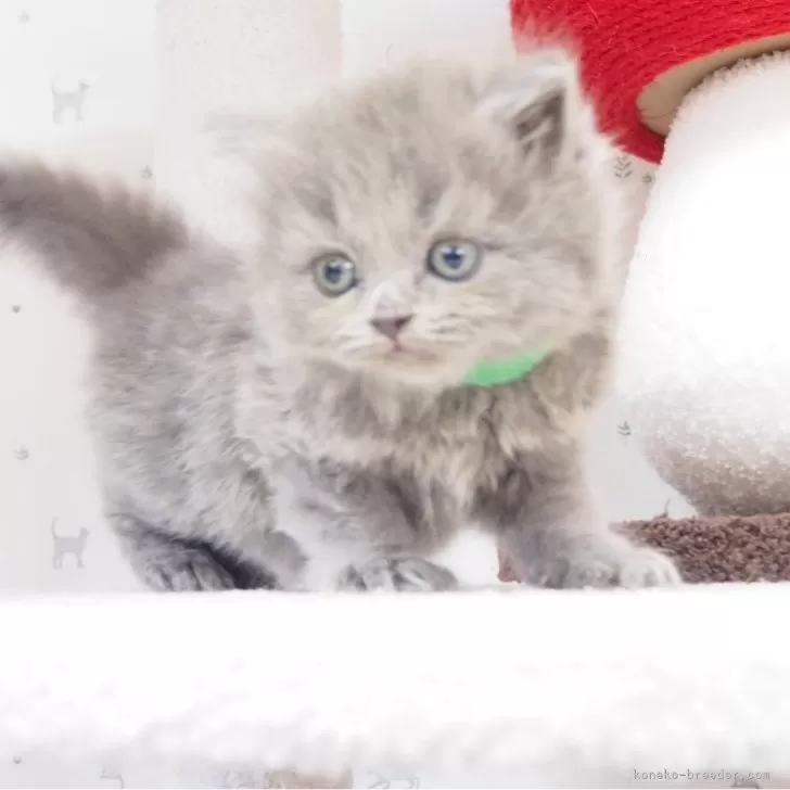 ID：2403-01617の子猫