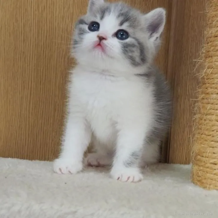 ID:2302-01725の子猫