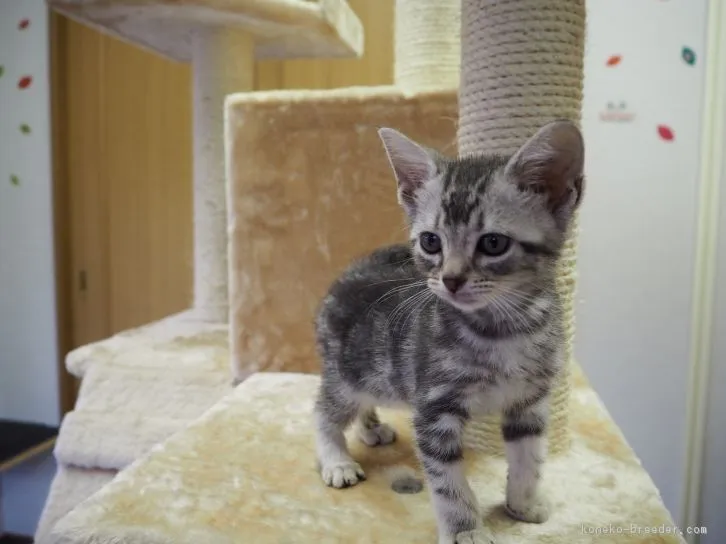 ID：1609-00430の子猫