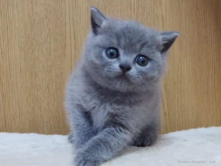 ID:2206-01676の子猫