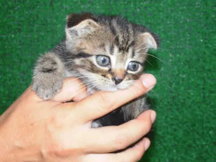 ID：1407-00236の子猫