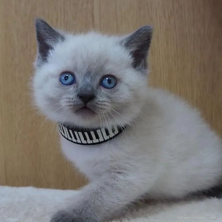 ID:2207-02160の子猫