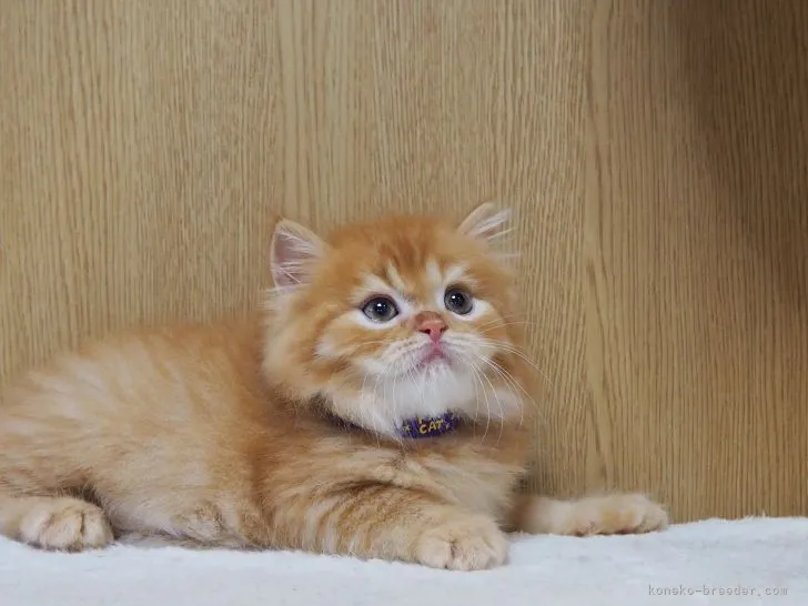 ID:2205-02972の子猫