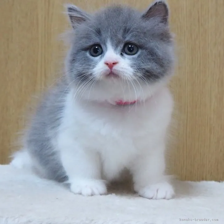 ID:2307-02345の子猫