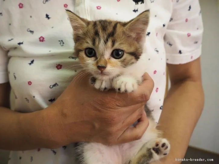 ID:1606-00070の子猫