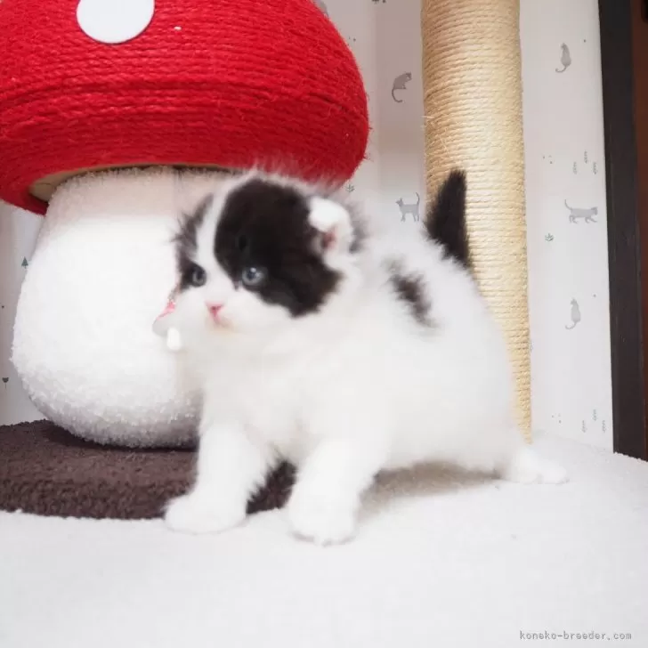 ID：2409-00742の子猫