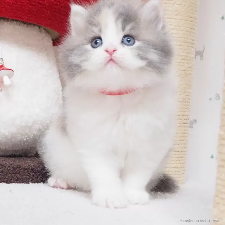 ID：2404-02793の子猫