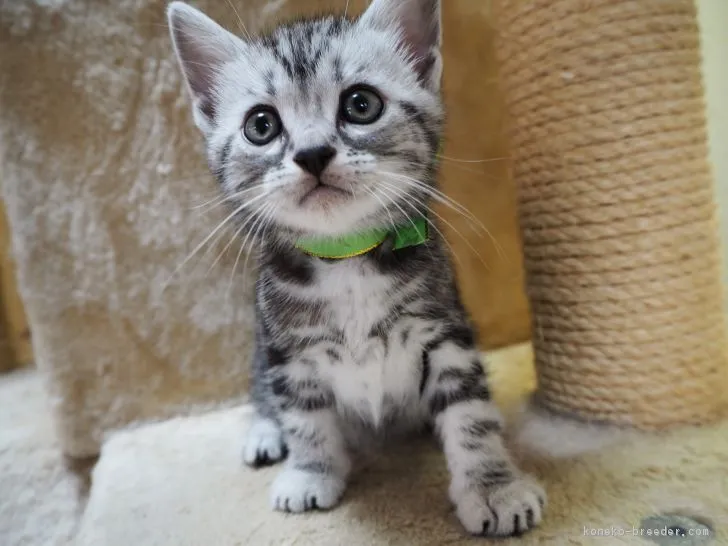 ID：1710-01260の子猫