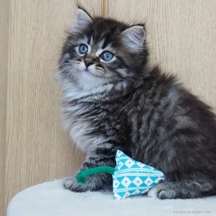 ID：2307-00219の子猫