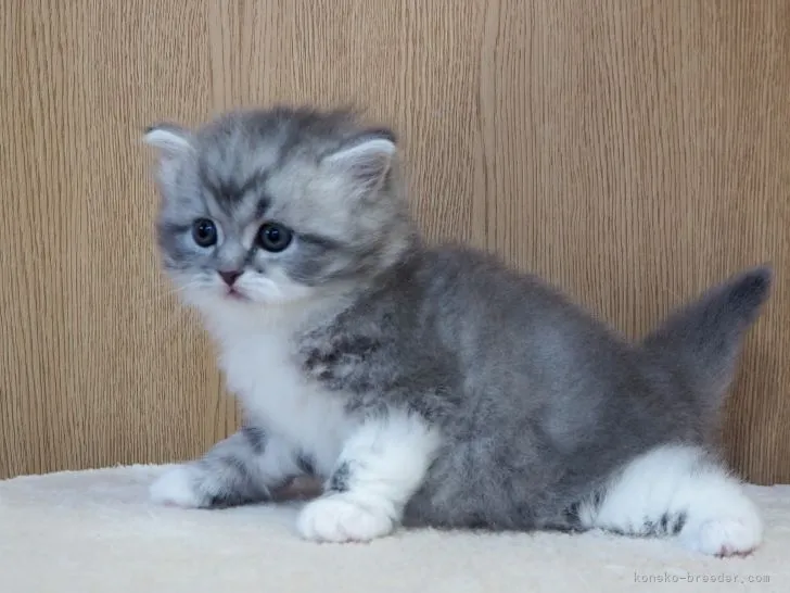 ID：2112-01213の子猫