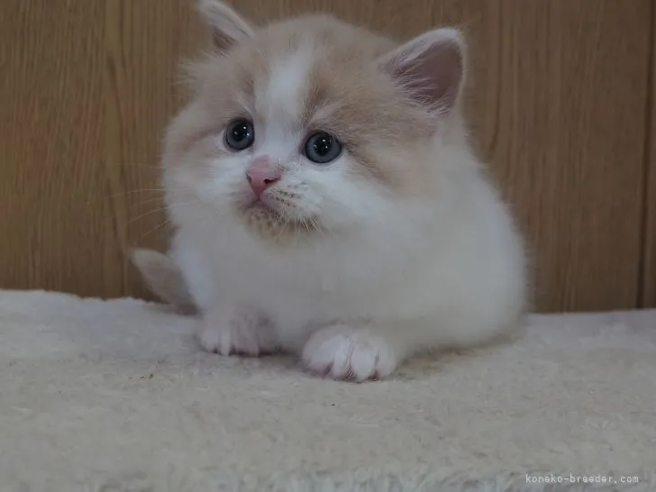 tommyintsu 様のお迎えした子猫