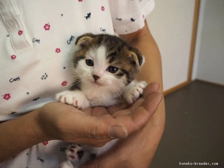 ID：1606-00072の子猫