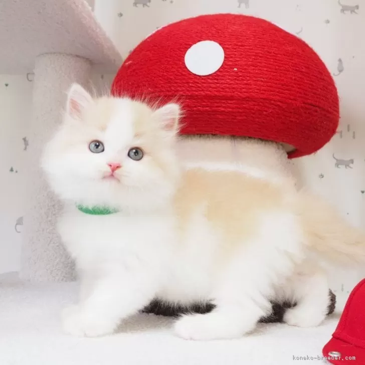 ID:2406-01483の子猫