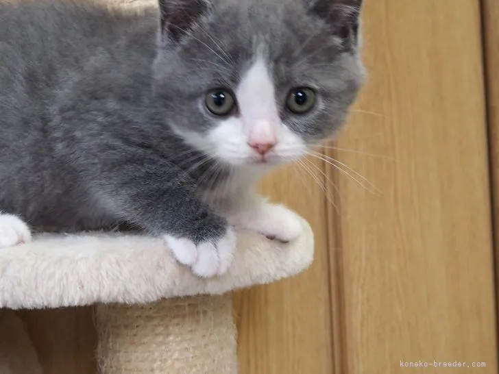 ID：2105-00848の子猫