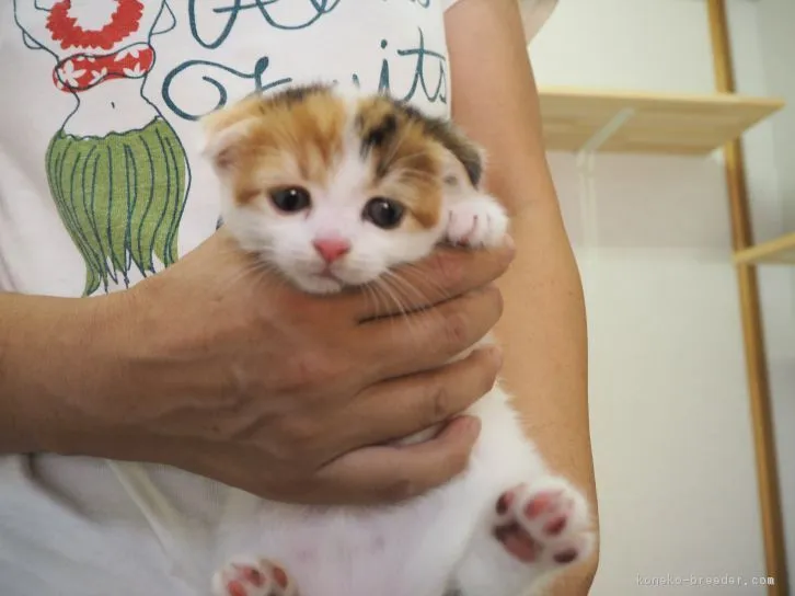 ID：1608-00740の子猫