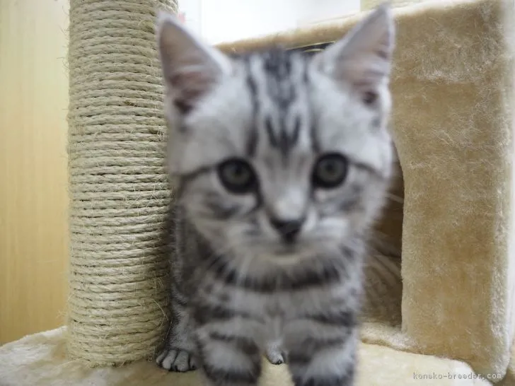 ID：1611-00403の子猫