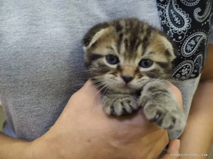 ID：1607-00336の子猫