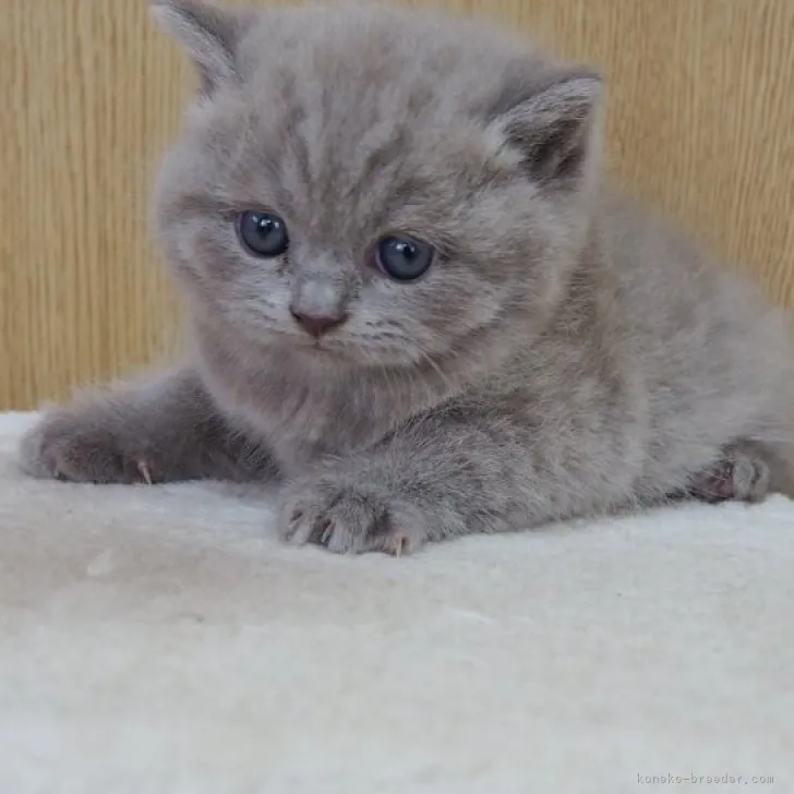 ID:2305-03044の子猫