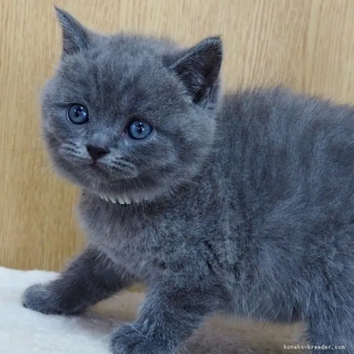 ID：2305-03034の子猫