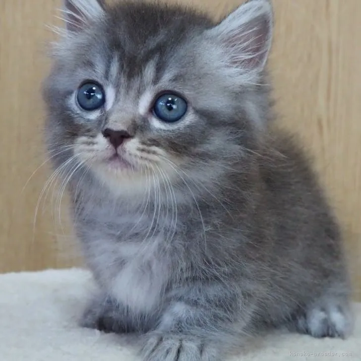 ID：2308-00875の子猫