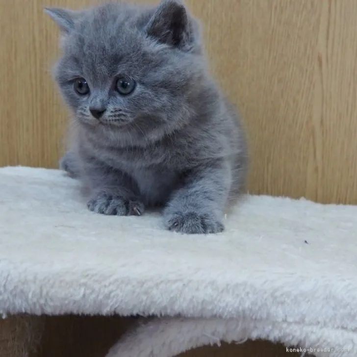 ID:2305-03033の子猫