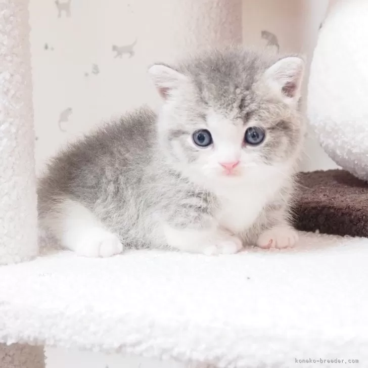 ID:2409-00548の子猫