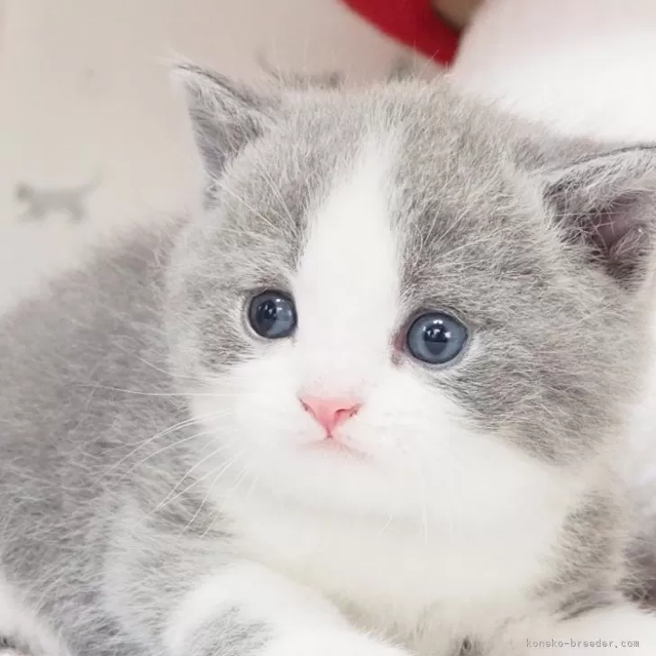 ID:2403-02106の子猫