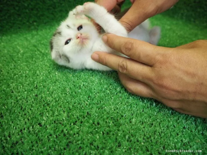 ID：1606-00583の子猫