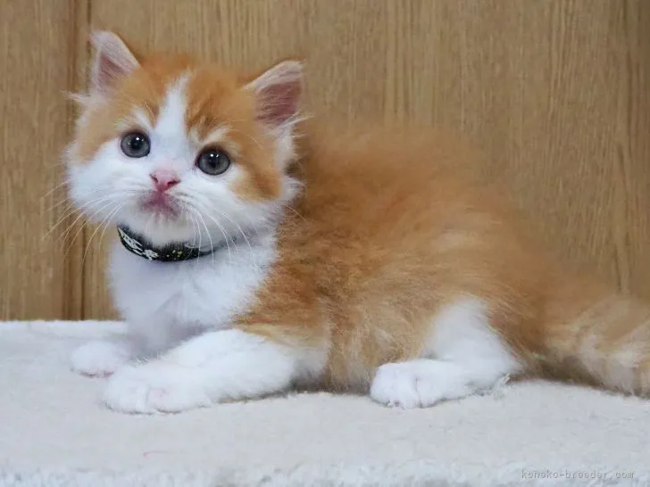 ID:2205-02905の子猫