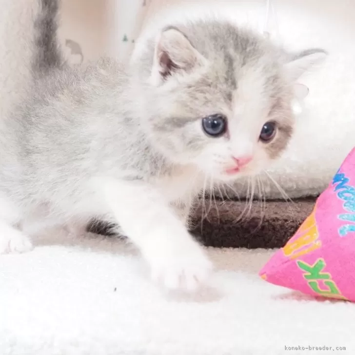 ID：2409-00571の子猫