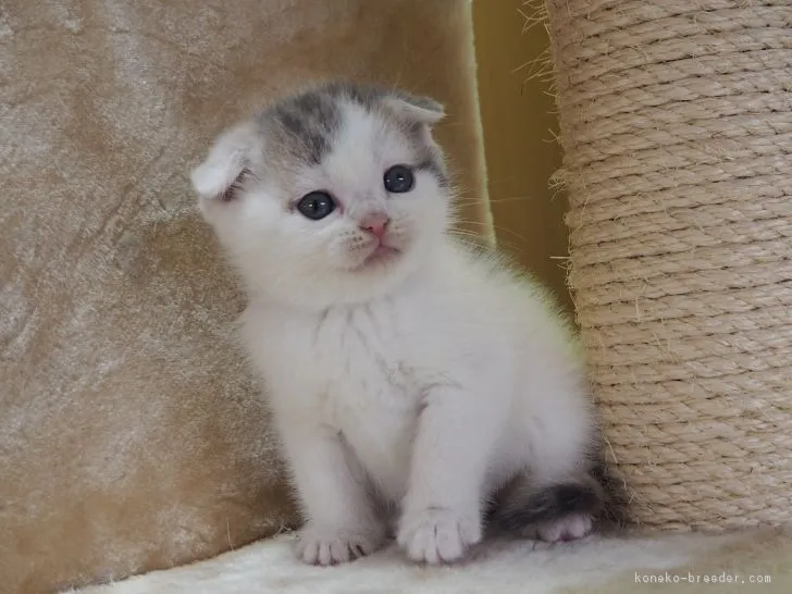 ID：1702-00207の子猫