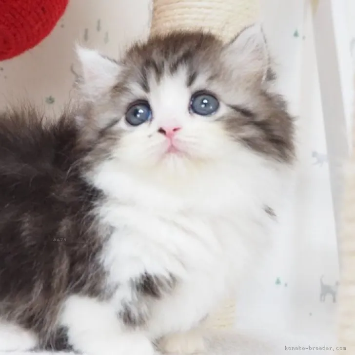 ID：2312-00549の子猫