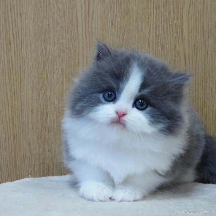 ID:2211-01256の子猫